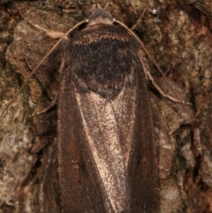 Proteuxoa unidentified species (MoV sp.21) at Melba, ACT - 14 Apr 2021