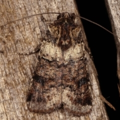 Agrotis porphyricollis (Variable Cutworm) at Melba, ACT - 14 Apr 2021 by kasiaaus