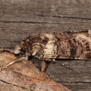 Agrotis porphyricollis at Melba, ACT - 14 Apr 2021 11:00 PM