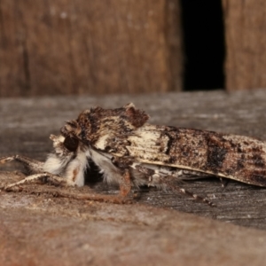 Agrotis porphyricollis at Melba, ACT - 14 Apr 2021