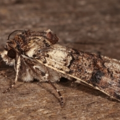 Agrotis porphyricollis at Melba, ACT - 14 Apr 2021