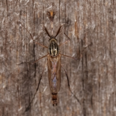 Culicidae (family) (A mosquito) at Melba, ACT - 14 Apr 2021 by kasiaaus