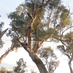 Eucalyptus blakelyi at Tuggeranong DC, ACT - 22 Feb 2021