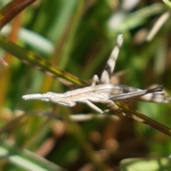 Keyacris scurra (Key's Matchstick Grasshopper) at Tuggeranong DC, ACT - 15 Apr 2021 by trevorpreston