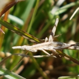 Keyacris scurra at Tuggeranong DC, ACT - 15 Apr 2021