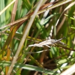 Keyacris scurra at Tuggeranong DC, ACT - 15 Apr 2021