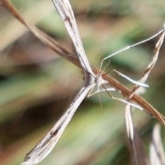 Platyptilia celidotus (Plume Moth) at Tuggeranong DC, ACT - 15 Apr 2021 by tpreston