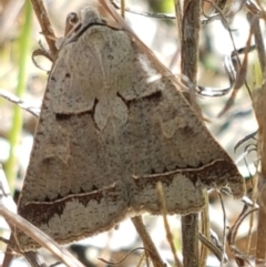 Pantydia sparsa (Noctuid Moth) at Tuggeranong DC, ACT - 15 Apr 2021 by tpreston