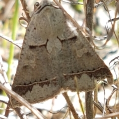 Pantydia sparsa at Tuggeranong DC, ACT - 15 Apr 2021