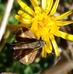 Taractrocera papyria at Kambah, ACT - 15 Apr 2021 12:09 PM