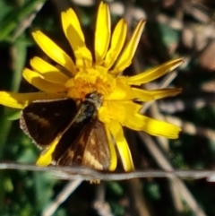 Taractrocera papyria at Kambah, ACT - 15 Apr 2021