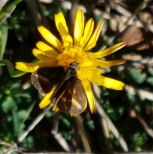 Taractrocera papyria at Kambah, ACT - 15 Apr 2021 12:09 PM