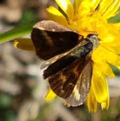 Taractrocera papyria at Kambah, ACT - 15 Apr 2021 12:09 PM