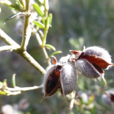 Mirbelia oxylobioides (Mountain Mirbelia) at Kowen, ACT - 14 Apr 2021 by Boronia