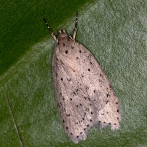 Stictochila sarcoptera at Melba, ACT - 31 Mar 2021