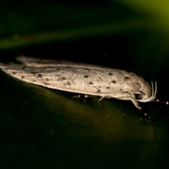 Stictochila sarcoptera at Melba, ACT - 31 Mar 2021