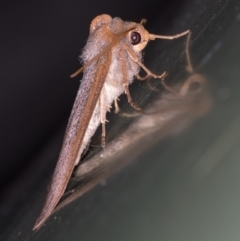 Paralaea porphyrinaria at Melba, ACT - 31 Mar 2021