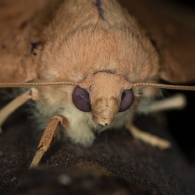 Plesanemma fucata (Lemon Gum Moth) at Melba, ACT - 31 Mar 2021 by Bron