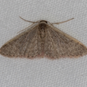 Idaea costaria at Melba, ACT - 31 Mar 2021