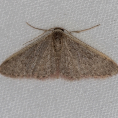 Idaea costaria (White-edged Wave) at Melba, ACT - 31 Mar 2021 by Bron