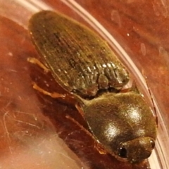 Monocrepidius (genus) (Click beetle) at Kambah, ACT - 14 Apr 2021 by HelenCross