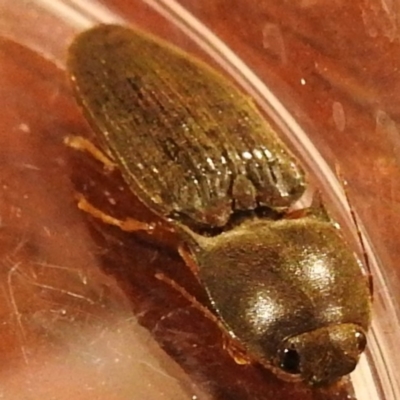 Monocrepidius (genus) (Click beetle) at Kambah, ACT - 14 Apr 2021 by HelenCross