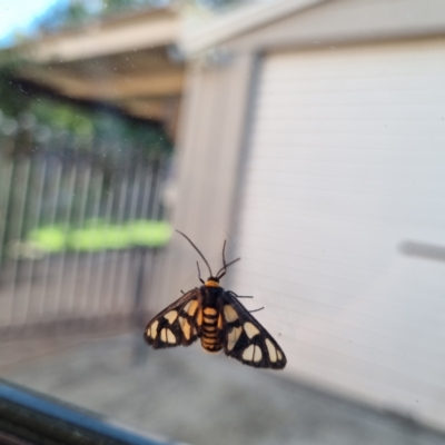 Amata (genus) (Handmaiden Moth) at Kambah, ACT - 15 Apr 2021 by Jackyow