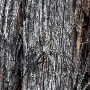 Tamopsis fickerti at Forde, ACT - 13 Apr 2021