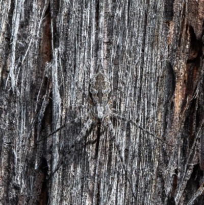 Tamopsis fickerti (Two-tailed spider) at Mulligans Flat - 13 Apr 2021 by Roger