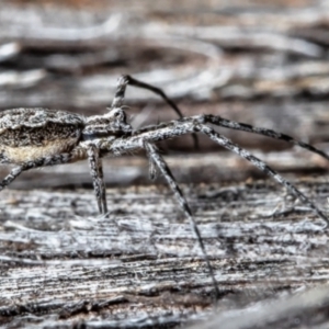 Tamopsis fickerti at Forde, ACT - 13 Apr 2021