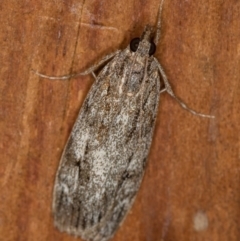 Tortricinae (subfamily) (A tortrix moth) at Melba, ACT - 1 Apr 2021 by Bron