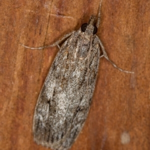 Tortricinae (subfamily) at Melba, ACT - 1 Apr 2021 11:58 AM