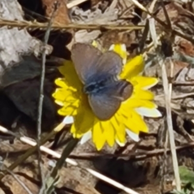 Zizina otis (Common Grass-Blue) at Molonglo Valley, ACT - 15 Apr 2021 by galah681