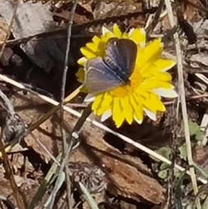 Zizina otis at Molonglo Valley, ACT - 15 Apr 2021 11:20 AM