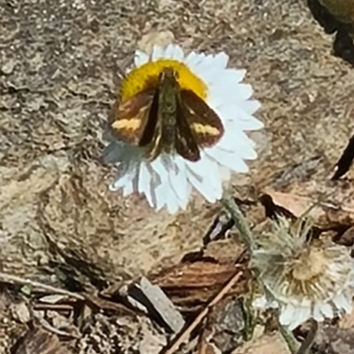 Taractrocera papyria (White-banded Grass-dart) at National Arboretum Woodland - 15 Apr 2021 by galah681