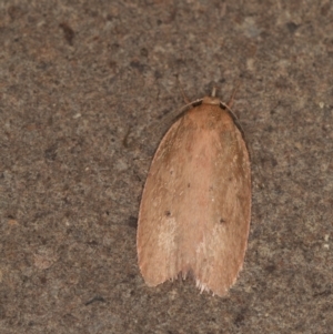 Garrha (genus) at Melba, ACT - 3 Apr 2021 01:40 PM