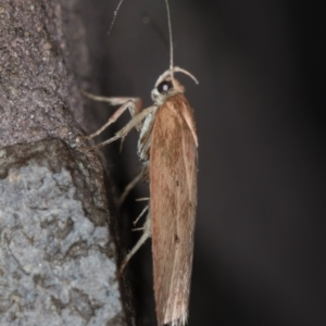 Garrha (genus) at Melba, ACT - 3 Apr 2021 01:40 PM