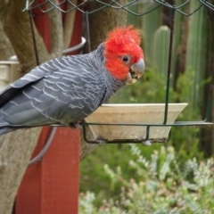 Callocephalon fimbriatum (Gang-gang Cockatoo) at Isaacs, ACT - 13 Oct 2017 by galah681