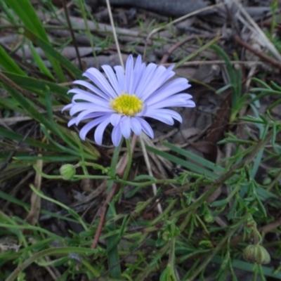 Brachyscome rigidula (Hairy Cut-leaf Daisy) at Bungendore, NSW - 7 Apr 2021 by AndyRussell