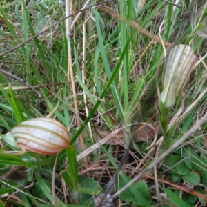 Diplodium truncatum at Bungendore, NSW - suppressed