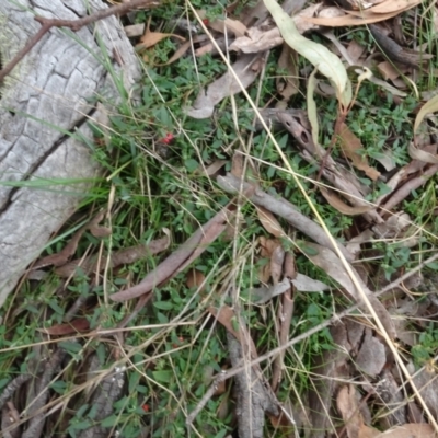 Einadia nutans (Climbing Saltbush) at Bungendore, NSW - 7 Apr 2021 by AndyRussell