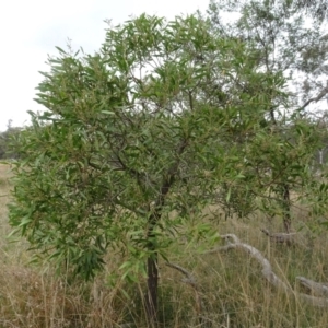 Acacia melanoxylon at Bungendore, NSW - 7 Apr 2021