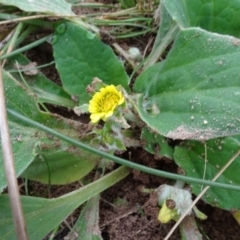 Cymbonotus sp. (preissianus or lawsonianus) (Bears Ears) at Sweeney's Travelling Stock Reserve - 7 Apr 2021 by AndyRussell