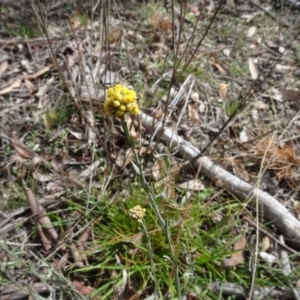 Pseudognaphalium luteoalbum at Bungendore, NSW - 7 Apr 2021