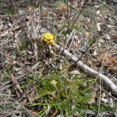 Pseudognaphalium luteoalbum (Jersey Cudweed) at Sweeney's Travelling Stock Reserve - 7 Apr 2021 by AndyRussell