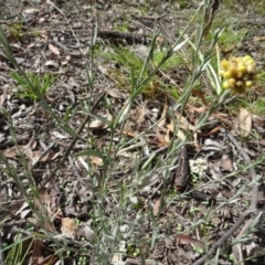 Pseudognaphalium luteoalbum at Bungendore, NSW - 7 Apr 2021