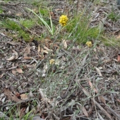 Pseudognaphalium luteoalbum at Bungendore, NSW - 7 Apr 2021