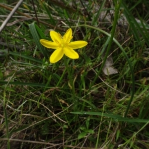 Hypoxis hygrometrica var. villosisepala at Bungendore, NSW - 7 Apr 2021