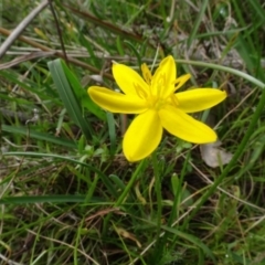 Hypoxis hygrometrica var. villosisepala at Bungendore, NSW - 7 Apr 2021 12:28 PM