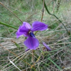 Arthropodium fimbriatum (Nodding Chocolate Lily) at Sweeney's TSR - 7 Apr 2021 by AndyRussell